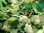 One can spy upon the wild hydrangea “Annabelle” from behind the Lamarck Serviceberry “Balerina”.