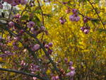 The autumnal combination of the blooming forsythia and the ornamental cherry looks nice. 