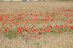 Red poppies blaze up in turn in the wheat field, their delicate petals and brightness make contrast to the ears’ rough texture and their soft whitish color. 
